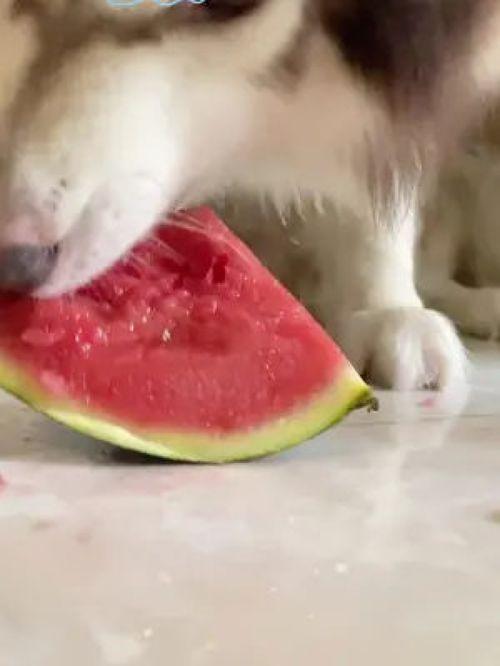 网红吃瓜狗子视频大全播放,萌宠界的欢乐盛宴 第1张 网红吃瓜狗子视频大全播放,萌宠界的欢乐盛宴 第1张